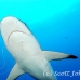 shark_greyreef_kk_h_0705_png1576.jpg